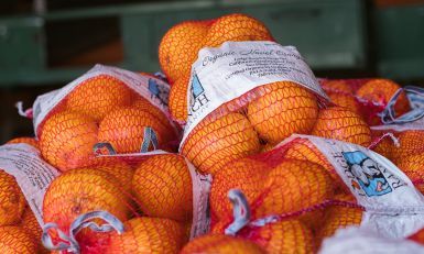 Oranges from Ray Lodges citrus farm, north of San Diego
