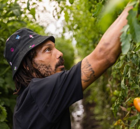 A farmer picking tomatoes from a plant.