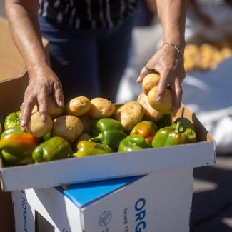 A person holding potatoes and green bell peppers.
